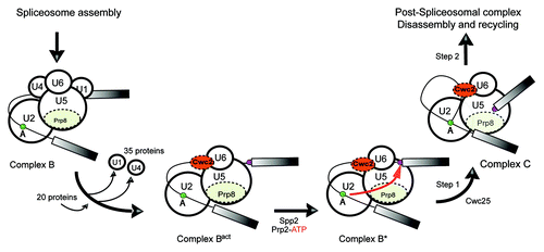 Figure 1. Remodeling events at the spliceosome from the pre-catalytic stage to the first step of splicing. The proteins known to be important for formation of the catalytic center are highlighted. The nucleophilic attack of the BPS at the 5′SS is represented by a red arrow. The BPS and 5′SS are shown as green and purple circles, respectively.