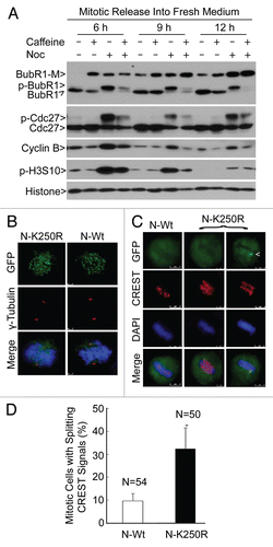 Figure 2 Expression of sumoylation-deficient mutant of BubR1 N-terminus induces early anaphase arrest. (A) HeLa cells treated with nocodazole for 14 h. Mitotic cells collected by shaking-off were re-cultured in fresh medium supplemented with or without nocodazole and/or caffeine for various times, as indicated. Equal amounts of cell lysates were blotted for BubR1, Cdc27, cyclin B, p-H3S10, histone and α-tubulin. (B) HeLa cells were transfected with a plasmid expressing either GFPtagged wild-type of N-terminal BubR1 fragment (N-Wt) or its mutant counterpart with K250 replaced with R (N-K250R). After 48 h transfection, HeLa cells were fixed and stained with antibodies to GFP and γ-tubulin. DNA was stained with DAPI. Representative prometaphase cells are shown. (C) HeLa cells transfected with a plasmid expressing N-Wt or N-K250R for 48 h were fixed and stained with antibodies to GFP and CREST. DNA was stained with DAPI. Representative metaphase (based on DNA patterns) cells are shown. Arrow denotes kinetochore N-K250R signals. (D) The percent of metaphase-like cells with split CREST signals was summarized from cells transfected with a plasmid expressing either N-Wt or N-K250R.