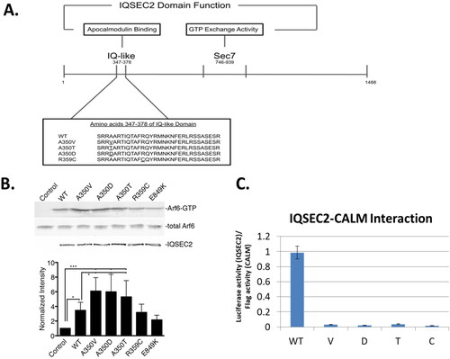 Figure 1. IQSEC2 domains and their activity. A. Schematic of the IQSEC2 gene indicating location of the IQ and Sec 7 domains. The amino acid sequence of the IQ domain mutants studied in this paper are shown. B. Basal Sec 7 activity of wild type IQSEC2 and IQ domain mutants. A representative Western blot (top) shows the amount of cellular ARF6-GTP (quantified in the bottom graph) after transfection of HEK293T cells with wild type and mutant IQSEC2 constructs as described in methods. C. Interaction strength of wild type and mutant IQSEC2 proteins with apocalmodulin, as measured in the Lumier assay (see methods and materials). Shown are the mean and SD of a minimum of 4 biological replicate wells for each pair of IQSEC2 apocalmodulin interactions. There was a greater than 50-fold difference in the interaction of wild type and all the IQ domain mutants (p < 0.000001).