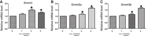 Figure 6 As2S2 increases the mRNA expression of DNMTs in SKM-1 cells. SKM-1 cells were treated with As2S2 (0, 1, 2 and 4μmol/L) for 48 hours, and then real-time PCR was used to check the mRNA levels of DNMT1 (A), DNMT3a (B) and DNMT3b (C). Results from three independent experiments were shown. Each bar represents the mean ± SD of three independent experiments. *, P<0.05, compared with control group.