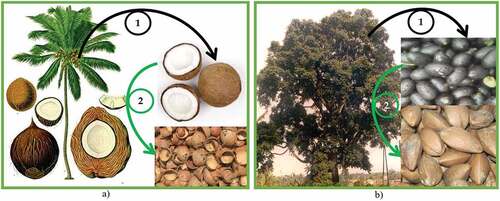 Figure 5. Biosourced raw materials: a) Cocos nucifera, b) Canarium schweinfurthii.