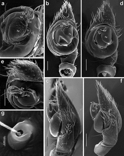 Figure 3. Scanning electron microscopy images of the male palps of Spinozodium khatlonicum sp. nov. (a–c) and S. denisi (d–g). (a, e) detail of embolus and tegular apophysis, anteroventral view; (b, d) ventral view; (c, f) retrolateral view; (g) cymbial trichobothrium. Scale bars = 0.1 mm, unless otherwise stated. Abbreviations: Cf – cymbial fold, Co – conductor, Em – embolus, Ep – process of embolus tip, Os – opening of the sperm duct, Ta – tegular apophysis, Tp – process of tegular apophysis, Tr – retrolateral arm of tegular apophysis, Tt – teeth of tegular apophysis.