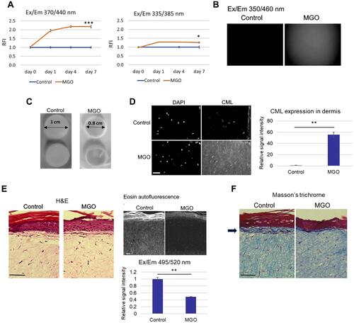 Figure 1 Glycation induced by MGO leads to the production of AGEs and alterations in collagen distribution in 3D skin models. (A) Skin models were cultured in the presence of methylglyoxal (MGO) and AGE-related auto-fluorescence measured in a microplate reader at Ex/Em 370/440 nm and Ex/Em 335/385 nm on days 0, 1, 4 and 7. Relative fluorescence intensity (RFI) in the control model equals 1, (B) Auto-fluorescence signals from the skin models under a fluorescence microscope, DAPI channel, (C) Photographs showing the diameter of the control and MGO-treated models, (D and E) Models were stained with the anti-CML antibody and H&E and the signal intensity of CML and eosin in the dermis quantified relative to control, (F) Masson’s trichrome staining of the models. Scale bars are 100 μm. p-values are *<0.05, **< 0.01, ***<0.001, n=3.