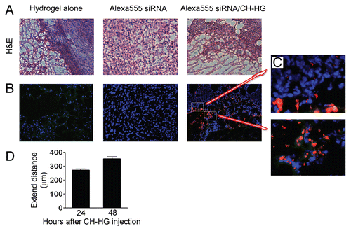 Figure 2 In vivo delivery of siRNA from CH-HG. Tumor tissues were harvested after single injection of either Alexa555 siRNA alone or Alexa555 siRNA/CH-HG into A375SM-bearing mice. Uptake was observed by fluorescence microscopy of Alexa555 siRNA in three random fields (red, magnification x200): (A) H&E staining and (B and C) Alexa555 siRNA delivery from CH-HG (x200 magnification). (D) siRNA delivery from CH-HG into tumor tissue. We measured the distance of Alexa555 siRNA extension from CH-HG to tumor cells. Quantitative difference was determined by measuring distance of Alexa555 siRNA from CH-HG. Error bars represent SEM. *p < 0.05.