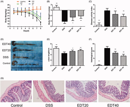 Figure 2. Effect of EDT on disease activity and histological damage in mice with DSS-induced colitis. (A) Body weights recorded in the experimental period. (B) Body weight loss was reported in grams. (C) The DAI score. (D) Representative macroscopic images of colon tissues from mice in each group. (E) Colon length. (F) The histopathology score. (G) Representative images of the colonic sections stained with H&E (magnification × 200, scale bars = 50 µm). The results are presented as means ± S.D. (n = 6). DSS: dextran sulphate sodium; EDT: eriodictyol; *p < 0.05 and **p < 0.01 compared with the DSS model group.