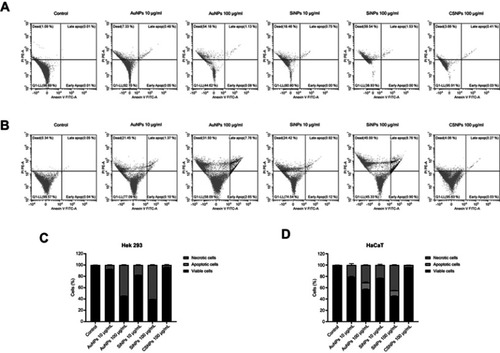 Figure 4 Apoptosis and necrosis rates of human embryonic kidney (HEK293) and keratinocyte (HaCaT) cells measured using flow cytometry with double staining of Annexin V and PI.Notes: The scatterplot shows HEK293 (A) and HaCaT (B) cells treated with ENPs. The quantitative analysis of apoptotic and necrotic cells of treated – HEK293 (C) and HaCaT (D) cells determined by flow cytometry.Abbreviation: ENPs, engineered nanoparticles.