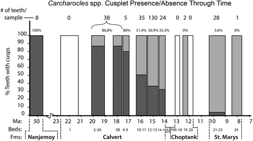 FIGURE 4. Histogram depicting the percentage of cuspleted Carcharocles spp. teeth through time. The width of each bar reflects the time elapsed. The light gray represents percent uncuspleted, and the dark gray represents percent cuspleted. The percent number above each bar (time bin) is the percentage of cuspleted teeth in that sample. The larger number above the percent number is the total tooth sample size available that could be assessed in terms of cusplet presence versus absence (TUC) for each particular group of beds (time bins).