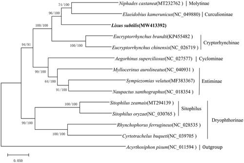 Figure 1. Phylogenetic relationships of 13 Curculionidae, including Lixus subtilis, based on mitochondrial genome sequences using ML and BI methods. The numbers beside the nodes are bootstrap values (ML) and posterior probabilities (BI), respectively.