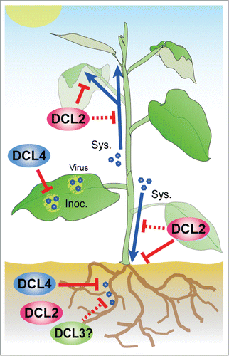 Figure 1. A cartoon illustration depicting different DCL protein components involved in intracellular (local) and systemic antiviral silencing against PVX in A. thaliana. DCL4 is sufficient and essential for the inhibition of viral multiplication in inoculated leaves (Inoc.), whereas DCL2 specifically functions in preventing viral systemic infection (Sys.), possibly during viral phloem transport and/or unloading from sieve elements. In roots, DCL4 is the primary DCL protein component involved in intracellular antiviral silencing, but can be functionally compensated for by DCL2 or possibly partially, DCL3.Citation13
