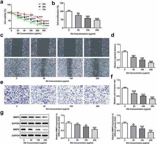 Figure 1. Effects of RA on proliferation, migration and invasion of melanoma cells. (a), A375 cells were exposed to different concentrations of RA for 24, 48 and 72 h, then cell viability was measured by CCK-8 assay. B-G, A375 cells were exposed to 0, 50, 100 and 200 μg/ml RA for 48 h, then cell proliferation was measured by CCK-8 assay (b); cell migration was detected via wound healing assay (c and d); cell invasion was detected via transwell assay (e and f); the protein expression of MMP2 and MMP9 was detected by western blot (g). *P < 0.05, **P < 0.01 and ***P < 0.001 vs 0 group