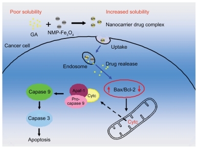 Figure 6 Schematic illustration of the possible process of distinguished improvement in anticancer activity by the GA-loaded MNP-Fe3O4.Abbreviations: MNP-Fe3O4, magnetic nanoparticles of Fe3O4; GA, gambogic acid.