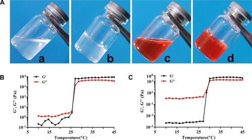 Figure 2 Thermal-sensitive analysis of the PF127 hydrogel drugs.