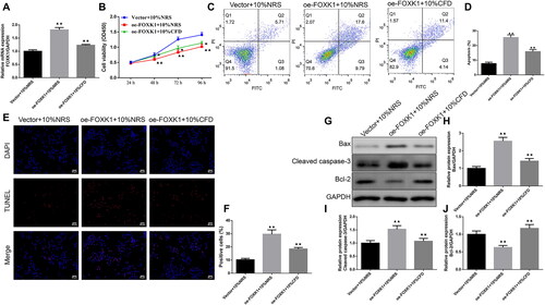 Figure 6. CFD reverses the effect of FOXK1 on GCs proliferation and apoptosis in PCOS rats. (A) qRT-PCR was used to examine the effect of CFD on the FOXK1 mRNA expression level in the GCs of PCOS rats. (B) CCK-8 was used to detect the effect of CFD on GCs proliferation in PCOS rats. (C,D) The effect of CFD on GCs apoptosis rate was detected by flow cytometry. (E,F) The effect of CFD on GCs apoptosis rate was measured by TUNEL staining (Magnification, 200×). (G–J) Western blot was used to detect the effect of CFD on the expression levels of apoptosis-related proteins Bax, cleaved caspase-3, and Bcl-2 in GCs of PCOS rats. n = 3, compared to the vector + 10%NRS group, ▲p < .05, ▲▲p < .01; compared to the Oe-FOXK1 + 10%NRS group, *p<.05, **p < .01. Note. NRS: normal rat serum.