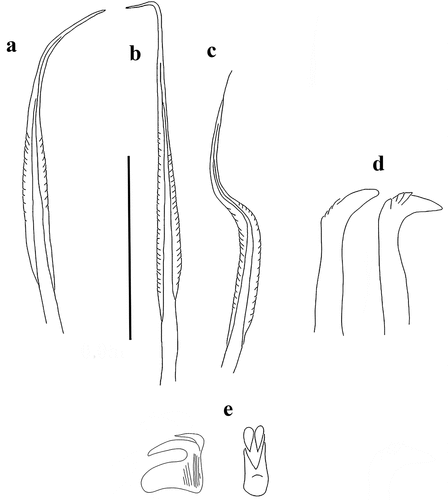 Figure 3. Myxicola sp. 1. (a) 1st setiger thoracic chaeta; (b) 4th setiger thoracic chaeta; (c) 24th abdominal chaeta; (d) 4th thoracic uncini; (e) 24th abdominal uncinus, lateral view and scheme of teeth above the main fang. Scale bar: 0.05 mm.