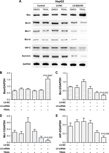 Figure 5 SiDcR3 sensitizes hepatocellular carcinoma cells through Bcl-2 family members.