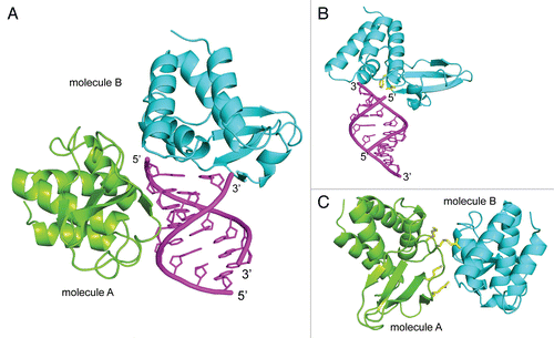 Figure 3 Crystal structure of ZEBOV VP35 IID bound to dsRNA (PDB: 3L25). (A) Zaire Ebola VP35 IID in complex with dsRNA reveals two binding modes between protein and dsRNA. (B) The “end-cap” formed by residues at the intersubdomain interface mimic blunt end dsRNA recognition by RLRs. (C) Protein-protein interactions observed between different molecules in the crystal structure reveal previously unrecognized dsRNA-independent functions of VP35 IID.