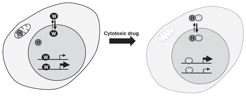 Figure 1 Cytotoxic drugs stimulate the processing of WT1 by HtrA2. HtrA2 (H) is present in the mitochondria and nucleus. Upon exposure to apoptotic agents, HtrA2 cleaves WT1 (W), resulting in its loss from gene promoters, with concomitant changes in the expression of these genes. Those genes that were subject to repression or activation by WT1 would be upregulated and downregulated respectively. The HtrA2-dependent proteolysis of WT1 acts to drive apoptosis.