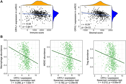 Figure 4 The correlation between CRYL1 expression levels and the immune microenvironment. (A) Significant negative correlations exist between CRYL1 expression levels and immune and stromal scores. (B) Correlation between CRYL1 expression levels and the numbers of immune cells.