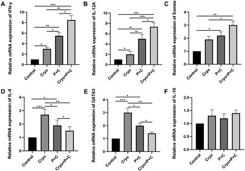 Figure 7. A–F. Determination of the relative mRNA expression levels of IFN-γ, IL-12A, Eomes, IL-4, GATA3, and IL-10 in right tumor tissues of mice in the control, Cryo, P + C and Cryo + P + C groups. The data obtained from qRT-PCR were evaluated using the 2−ΔΔCT method, which involves normalization of the control group values to a relative expression of 1. N = 3.