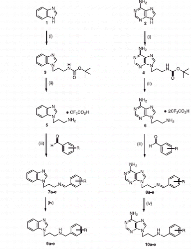 Scheme 1. Reagents and conditions: (i) potassium carbonate, 18-crown-6, tert-butyl(3-bromopropyl)carbamate, DMF, 60 °C overnight, (ii) TFA/DCM, (iii) TEA, methanol, different benzaldehydes, overnight, (iv) NaBH4, methanol, overnight [a, R = H; b, R = 4-Cl; c, R = 4-Br; d, R = 4-OMe; e, R = 3,5-diOMe].