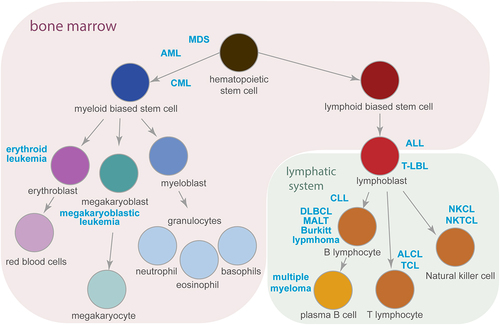Figure 1. Haematopoiesis and the development of haematological malignancies. A simplified schematic representation of haematopoiesis demonstrating the origin of myeloid and lymphoid lineages. Cancer types described in this review (marked in blue), develop from the cells at a particular step of haematopoiesis that is in the bone marrow (highlighted in purple) or in the lymphatic system (in green). Arrows indicate the direction of cell differentiation. See text for abbreviations.