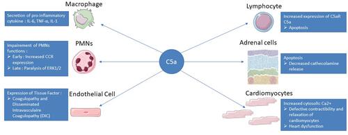 Figure 2 Summary of C5a action in sepsis. After binding to its C5aR and C5L2 receptors, C5a will have different effects on the immune system and different organs. The C5a pathway will lead to the secretion of pro-inflammatory cytokines by macrophages such as IL-6, IL-1 or TNF alpha allowing the recruitment of other immune cells. On PMNs, C5a will first increase the expression of CCR to facilitate their recruitment but will then induce a paralysis of ERK1/2 leading to a decrease in phagocytosis or respiratory burst. C5a-exposed endothelial cells obtain an activated phenotype with adhesion molecule and tissue factor expression that will initiate the coagulation cascade with a risk of DIC. Lymphopenia is a feature of sepsis and is related to increased lymphocyte apoptosis via the C5a pathway. C5a induces apoptosis of adrenomedullary cells, which are responsible for the bulk of endogenous catecholamines, leading to a disequilibrium that favors the development of septic shock. The binding of C5a to its receptors on the surface of the cardiomyocytes will lead to a defect in the repolarization of the cell and an accumulation of calcium in the cytoplasm, resulting in a defect in contractility and relaxation of the cardiomyocytes.