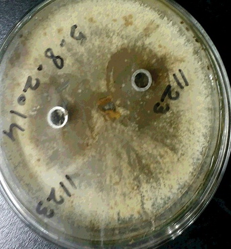 Figure 1. Inhibition spectrum of Strain TA 1123 against R. solani AG-3.