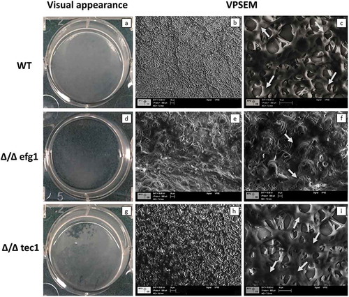 Figure 2. Visual macroscopic appearance and overall Candida albicans biofilm structure by variable-pressure scanning electron microscopy (VPSEM). The wild-type (WT) strain presents a typical thick biofilm architecture in visual appearance (a) with the presence of abundant extracellular matrix (ECM) (b, c), exemplified by the arrows (c). The Δ/Δ efg1 mutant shows sparse thin biofilm growth patterns (d) and an ECM (e, f) morphologically distinct from the WT (b, c) and Δ/Δ tec1 strains (h, i). The Δ/Δ tec1 mutant presents defects in visual appearance (g) compared to the WT strain (a); however, its ECM is morphologically similar to the WT (h, i, see arrows).