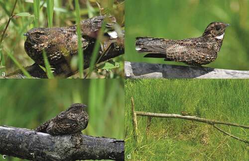 Figure 1. (a) Adult male roosting on a recently cut tree stem, (b) adult male showing head-bobbing behaviour in direct proximity of the nest, (c) adult female present on a tree stem near the nest site and (d) adult male in habitat