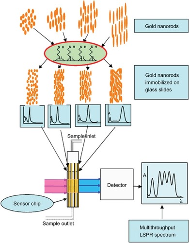 Figure 2 Scheme of multithroughput localized surface plasmon resonance. Copyright © 2009, Elsevier. Reproduced with permission from Huang H, He C, Zeng Y, et al. A novel label-free multi throughput optical biosensor based on localized surface plasmon resonance. Biosens Bioelectron. 2009;24:2255–2259.