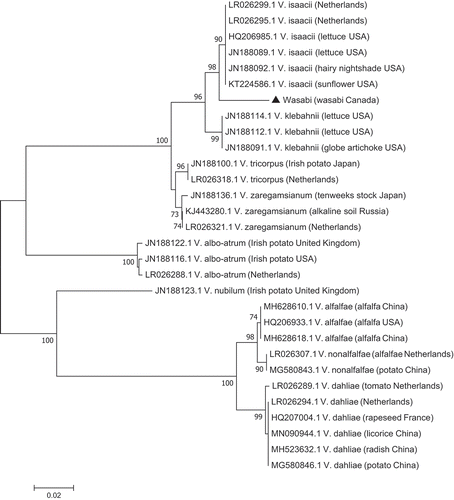 Fig. 4 Phylogenetic analysis of isolate NFIS4923 identified it as Verticillium isaacii based on analyses using actin primers (Inderbitzin et al. Citation2013). The evolutionary history was inferred using the Neighbour-Joining method. The percentage of replicate trees in which the associated taxa clustered together in the bootstrap test (1000 replicates) are shown next to the branches. The tree is drawn to scale, with branch lengths in the same units as those of the evolutionary distances used to infer the phylogenetic tree. The evolutionary distances were computed using the Maximum Composite Likelihood method and are in the units of the number of base substitutions per site. The analysis involved 30 nucleotide sequences. All positions containing gaps and missing data were eliminated. There were a total of 317 positions in the final dataset. Evolutionary analyses were conducted in MEGA7 (Kumar et al. Citation2016)