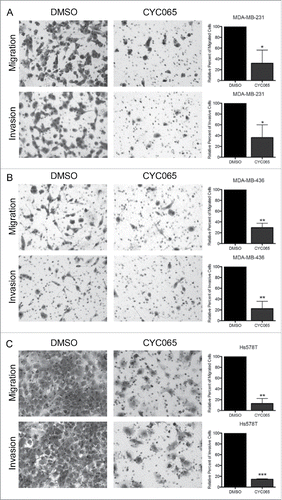 Figure 4. Inhibiting CDK-mediated Smad3 phosphorylation in TNBC cells reduces TNBC cell migration and invasion. Assays were performed 72 hours post-CYC065 treatment with (A) MDA-MB-231, (B) MDA-MB-436, and (C) Hs578T cells. Representative images were taken at 100X total magnification, and the relative number of migrated/invaded cells from at least 3 independent experiments is graphed. *p < 0.05, **p < 0.01, ***p < 0.001.