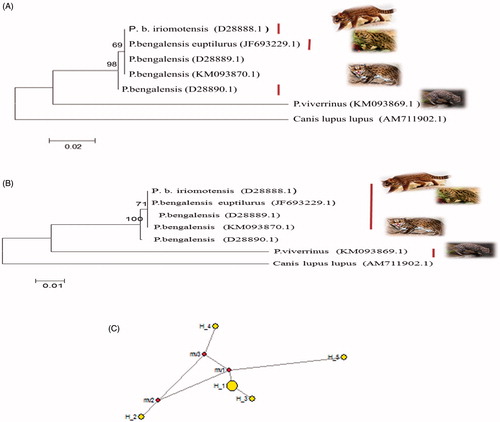 Figure 1. 12SrRNA based ML tree topology (A) and NJ tree topology (B) of species and subspecies of Prionailurus. The evolutionary distances were computed using the Kimura two-parameter method and are in the units of the number of base substitutions per site. The analysis involved seven nucleotide sequences including outgroup Canis lupus lupus. Median-joining network by using 12SrRNA gene of genus Prionailurus indicating four haplotypes of species and subspecies of Prionailurus. Haplotype 5 belongs to outgroup (C).