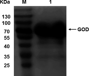 Figure 5. SDS-PAGE analysis of purified recombinant GOD protein expressed by SMD1168-GOD strain. M: Protein size marker (Fermentas, Burlington, Ontario, Canada); 1: purified recombinant GOD protein.