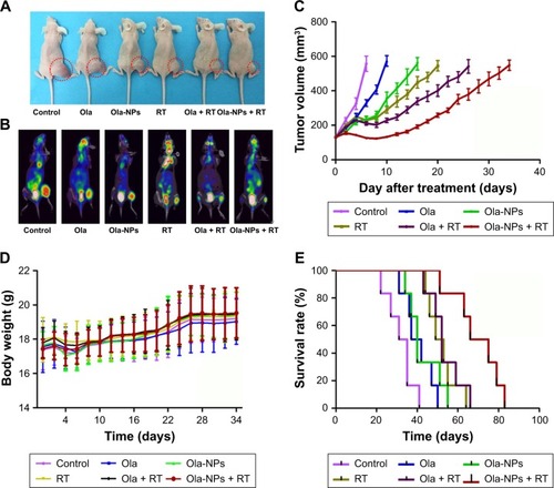 Figure 3 Evaluation of antitumor efficiency in vivo.Notes: (A) General view of tumor xenograft models. (B) Example mice of each group on positron emission tomography/computed tomography imaging. (C) Tumor growth curves of diverse groups of formal experiment. (D) Body weight changes of mice during the period of the experiment. (E) The survival rate of each group.Abbreviations: Ola, free olaparib; Ola-NPs, olaparib nanoparticles; RT, radiotherapy.