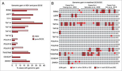 Figure 3. Detection of genomic gain of basal components of the Pol I transcription machinery in early breast cancer lesions. (A-B) Analysis of published data setsCitation13-16 shows that genes encoding for basal components of the Pol I transcription machinery are frequently amplified in ADH and pure DCIS (A) as well as in matched DCIS/IDC pairs (B).