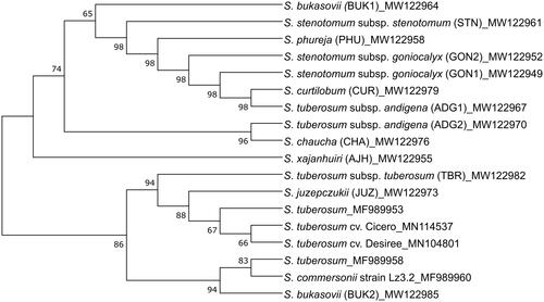 Figure 1. The Phylogenetic tree of 18 mitogenomes from a range of Solanum species (cultivated and wild). The GenBank accession of each mitogenome is provided in the figure.