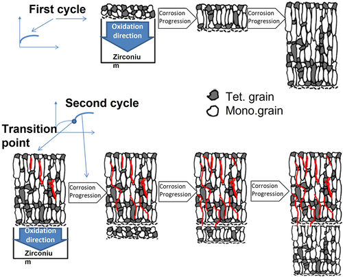 Figure 4. Schematic presentation of the grain transformation in the pre-transition phase, pore formation, and transition from the first cycle to the second one at the ZrO2 growth. The amount of tetragonal and monoclinic grains is only a schematic, not a quantitative representation. Modified from [Citation33].