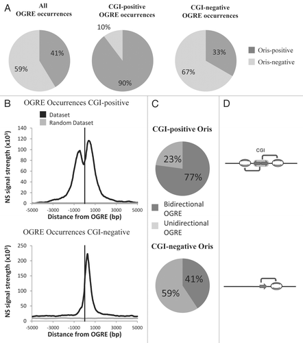 Figure 3 CpG Islands (CGI) and OGRE predict metazoan Oris. (A) Association of mouse ES cell Oris with all OGRE occurrences (left part) and with CGI-positive (middle part) or CGI-negative (right part) OGRE occurrences. (B) The Nascent Strands (NS) enrichment at CGI-positive (upper part) and CGI-negative (lower part) OGRE occurrences is shown. Note that the dual peak is only seen in the CGI-positive OGRE occurrences. (C) The presence of OGRE occurrences on both strands (bidirectional OGRE ) and on one strand (unidirectional OGRE ) was analyzed for CGI-positive (upper part) and CGI-negative (lower part) Oris. Note that CGI-positive Oris tend to have more OGRE occurrences on both strands (upper part), whereas CGI-negative Oris usually have occurrences only on one strand (lower part). (D) Schematic representation of OGRE organization relative to the NS peaks.