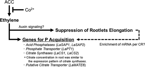 Figure 5. Schematic diagram to represent for the role of ethylene in cluster root (CR). ACC, 1-aminocyclopropane-1-carboxylic acid.