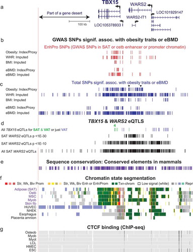 Figure 2. Many obesity-trait or eBMD risk-associated SNPs, EnhPro SNPs, and cis-eQTLs are found in the gene neighbourhood of TBX15. (a) The gene neighbourhood of TBX15 (chr1:119,134,901–119,884,900). (b) Obesity-trait or eBMD GWAS SNPs are designated as EnhPro SNPs if they overlap enhancer or promoter chromatin preferentially in SAT or ostb. (c) All index SNPs, proxy SNPs (r2 ≥ 0.8, EUR) derived from them, and imputed SNPs in this region from obesity-trait or eBMD GWAS. (d) eQTLs for TBX15 or WARS2 in SAT or VAT. (e) Placental mammalian conserved elements (from phastCons track at the UCSC Genome Browser). (f) Chromatin state segmentation as in Figure 1. (g) CTCF binding determined by Roadmap ChIP-seq. Panels B-D show custom tracks derived from Supplementary Tables 4–6.