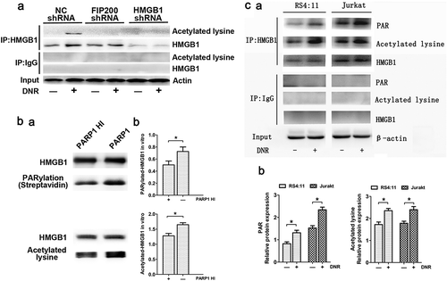 Figure 1. PARP1 regulated HMGB1 polyADP-ribosylation, which subsequently promoted HMGB1 acetylation. (a) Silencing FIP200 reduced chemotherapy-induced HMGB1 acetylation. Jurkat cells were transfected with control or FIP200 shRNA and then treated with or without DNR (0.4 µM) for 24 hours. The cell lysates were pulled down with an HMGB1 antibody and immunoblotted with anti-acetylated lysine and HMGB1 antibodies. β-actin was used as a loading control. (b) PARP1 was required for HMGB1 PARylation and subsequently promoted the acetylation of HMGB1 in vitro. HMGB1 was PARylated and successively acetylated as described in the Materials and Methods. The reactions were analyzed by western blot. Quantified data are presented (PARylation-HMGB1 or Acetylation-HMGB1/HMGB1, n > 3, *p < 0.05). HI, heat-inactivation. (c) Chemotherapy-induced autophagy was accompanied by polyADP-ribosylation and acetylation modification of HMGB1. Jurkat cells and RS4:11 cells were treated with or without DNR (0.4 μM) for 24 hours. The cell lysates were subjected to immunoprecipitation with an HMGB1 antibody followed by western blot analysis, and then the acetylation or PARylation level was measured using specific antibodies against acetylated lysine or PARylated. β-actin was used as a loading control. Quantified data are presented (PARylation-HMGB1 or Acetylation-HMGB1/HMGB1/β-actin, n > 3, *p < 0.05).