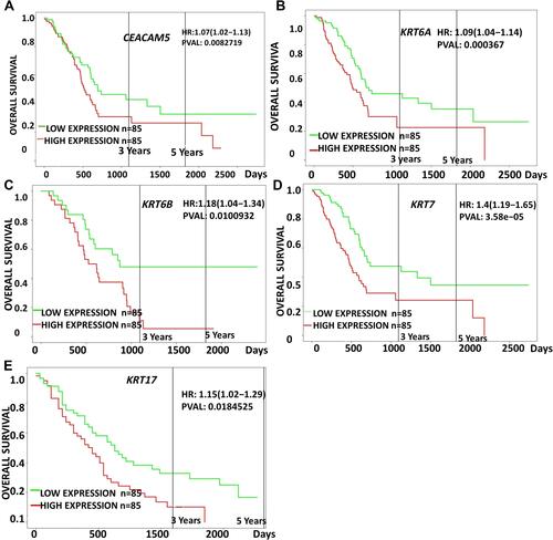 Figure 4 Prognostic survival analysis of CEACAM5, KRT6A, KRT6B, KRT7, KRT17 in PDAC were analyzed by the online server PROGgeneV2 tool, data of survival analysis is from TCGA (https://cancergenome.nih.gov/).