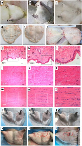 Figure 6. Tissue safety in the acoustic pathway of the JCQ-B transducer (sonication energy: 6000 J). (a–c), goat breast skin before (6a), immediately after (6b) and 7 days (6c) after sonication. (d–f), no observed damage of the subcutaneous tissue (6d), the mammary gland surface (6e) and the fascia of abdominal wall (6f) after sonication in macroscopic view. (g–i), no histological skin tissue damage after sonication via H&E staining (6 g, 40×; 6h, 100×; 6i, 200×). (j–l), no histological tissue fascia damage after sonication by H&E staining (6j, 40×; 6k, 100×; 6 l, 200×). (m–o), no histological abdominal muscle tissue damage after sonication by H&E staining (6 m 40×; 6n, 100×; 6o, 200×). (p–u), safety comparison between the Haifu system JC and JCQ-B transducers. Before (6p), immediately after (6q) and 7 days (6r) after the JC transducer sonication, breast skin damage was observed in two locations (red oval). before (6s), immediately after (6t) and 7 days (6 u) after the JCQ-B transducer sonication, there was no breast skin damage.