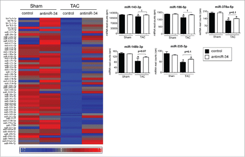 Figure 3. “Cardioprotective” miRNAs are repressed in TAC control vs. Sham control, and restored, at least partially, with TAC antimiR-34 versus TAC control. Left: Heat map of mean expression levels for 57 “cardioprotective” miRNAs from Cluster 1, Right: MiRNA-Seq normalized read counts for the top 5 “cardioprotective” miRNAs. *p < 0.05 vs. Sham of the same treatment, †p < 0.05 by 1 way ANOVA and Fisher post hoc test. n = 3–4/group. Data is presented as mean ± SEM.