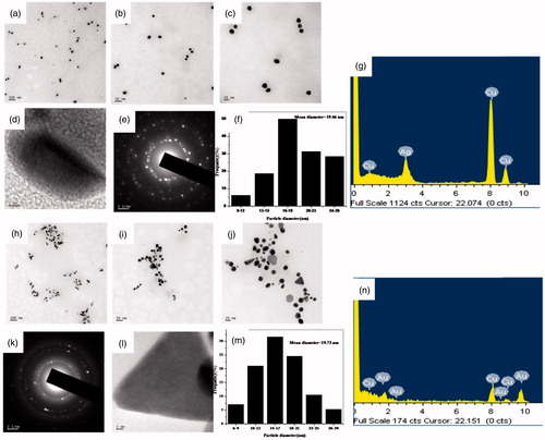 Figure 3. (a, b and c) TEM images of AgNP- tinctoria, at different magnification, (d) HR-TEM image of AgNP- tinctoria, (e) SAED pattern of AgNP- tinctoria, and (f) particle size distribution histogram of AgNP- tinctoria, (g) EDX Spectrum of AgNP- tinctoria, (h, i and j) TEM images of AuNP- tinctoria, at different magnification (k) SAED pattern of AuNP- tinctoria, (l) HR-TEM image of AuNP- tinctoria, and (m) particle size distribution histogram of AuNP- tinctoria, and (n) EDX Spectrum of AuNP- tinctoria.