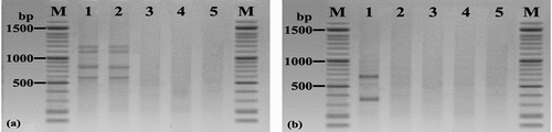 Figure 3. mPCR of stored maize grain. (a) Lane: M: 100 bp DNA ladder; Lanes: 1–2: Maize grain naturally contaminated by aflatoxigenic A. flavus, (using RNA, positive sample for four genes aflD, aflO, aflP, and aflQ), 3: Non-toxigenic isolates of A. flavus; 4: Non-toxigenic isolates of A. Niger; 5: Non-toxigenic isolates of A. ochraceus, and (b) Lane 1: Maize grain naturally contaminated by toxigenic F. verticillioides (using DNA, positive sample for two genes fum6, fum8); 2: Non-toxigenic F. verticillioides; 3–4: Non-toxigenic F. proliferatum; 5: Non-toxigenic F. oxysporum.