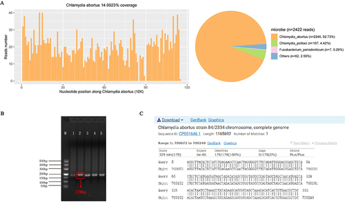 Figure 3 Diagnosis of Chlamydia abortus infection using mNGS test and following verification using PCR and sanger sequencing. (A) The unique mapping reads of C. abortus was 2246 with 14.99% genome coverage. (B) PCR detected 178 base-pair products in BALF sample with specific primers (for example, Primer 2, forward primer: ACGCTTACACTCTATTTGAGAAGCT, reverse primer: GCAGCGTTCACAGTGATGTCTT). (C) NCBI sequence alignment result. The “Query” lines indicate the sanger sequencing result of the PCR product, and the “Sbjct” lines show the reference sequence from NCBI database. The identity between the sequence obtained from Sanger sequencing and a reference C. abortus sequence (GenBank accession no. CP031646.1) was 100%.