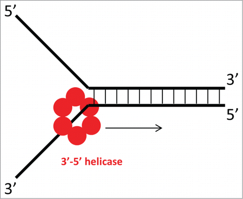 Figure 1. Steric exclusion model of DNA unwinding by a ring-shaped helicase. One strand of ssDNA passes through the central channel of the helicase, while the other is excluded. Unidirectional movement of the helicase (in this case, 3′-5′ as indicated by the arrow) toward the dsDNA and exclusion of the other strand aid in unwinding the DNA duplex.