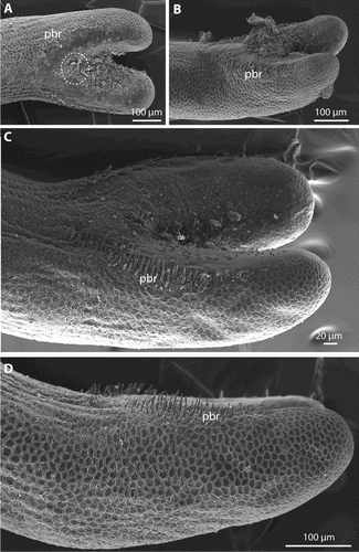 Figure 5. Gordionus maori n. sp. A–C, Ventral view of posterior end of ZMH V13406 (A), ZMH V13407 (B) and OMNZ IV85078 (holotype) (C). Encircled is the region of the cloacal opening, pbr indicates the precloacal rows of bristles; D, lateral view of a row of very large bristles in the holotype (OMNZ IV85078).